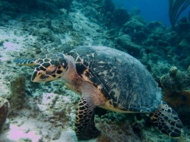 Hawksbill Sea Turtle IMG 7781